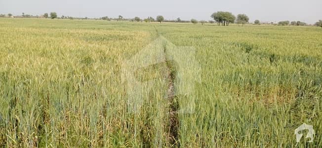 ایم اے جناح روڈ سانگھڑ میں 400 کنال زرعی زمین 5.5 کروڑ میں برائے فروخت۔
