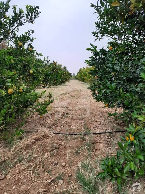 Farmhouse With Developed Orchard