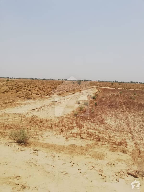 Chak  No 80 Fateh 125 Acre Land