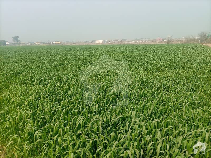 648000  Square Feet Agricultural Land In Sharaqpur Sharif For Sale