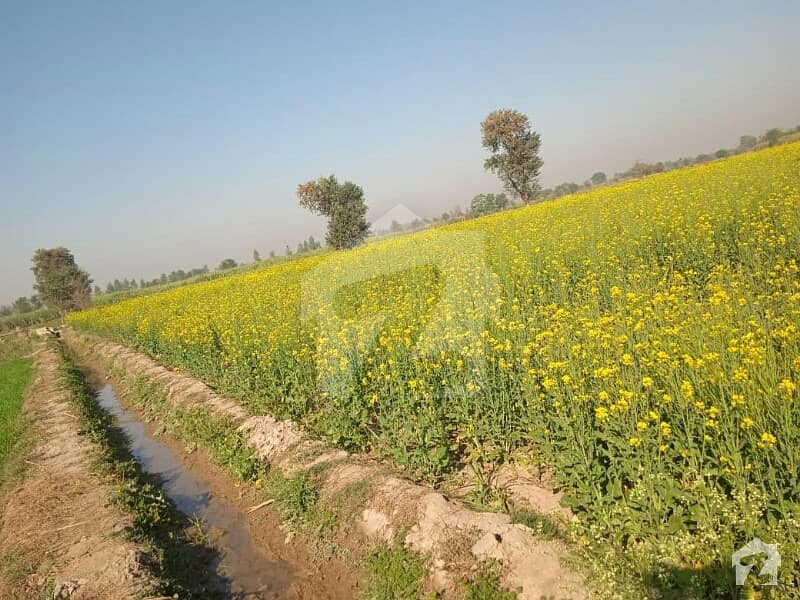 Ideally Located Agricultural Land Of 180000  Square Feet Is Available For Sale In Nankana Sahib