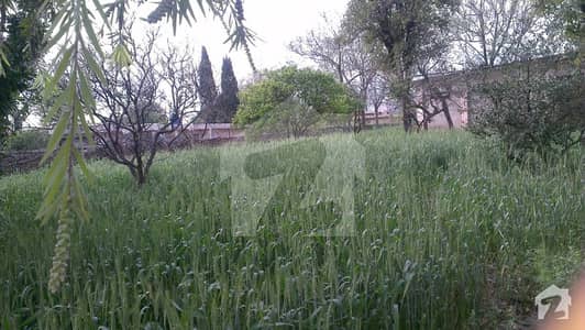A Decent Farm House 16 Kanals Main Double Road 4 Bed Rooms Is Available For Sale A Decent Farm House 16 Kanals Main Double Road 4 Bed Rooms Is Available For Sale