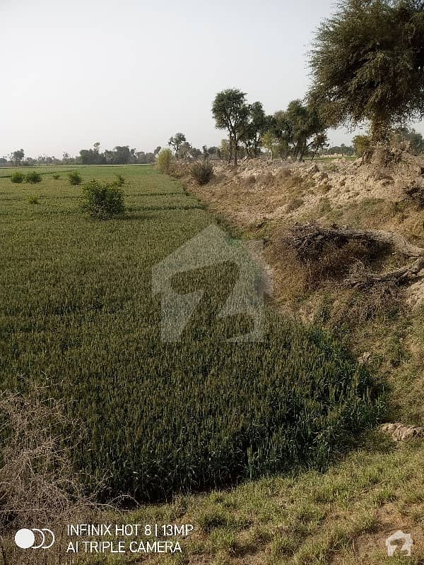 رانی پور خیر پور میں 16 کنال زرعی زمین 84 لاکھ میں برائے فروخت۔
