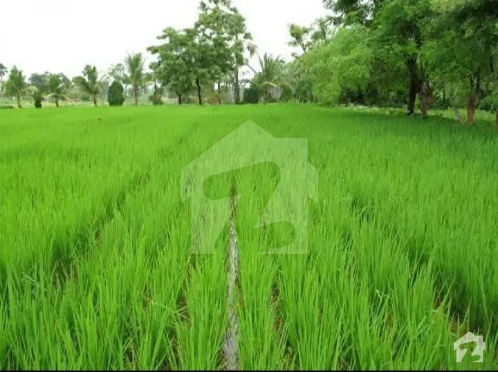 540000  Square Feet Agricultural Land In Chinioti Road For Sale At Good Location