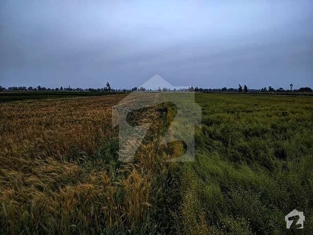 3082500  Square Feet Agricultural Land Available For Sale In Pattoki If You Hurry