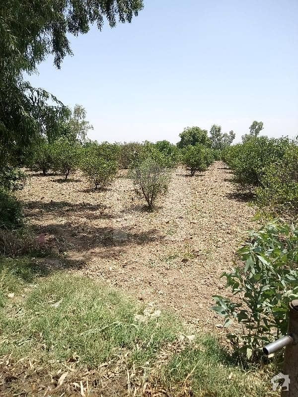 Agricultural Land For Sale In Salman Colony