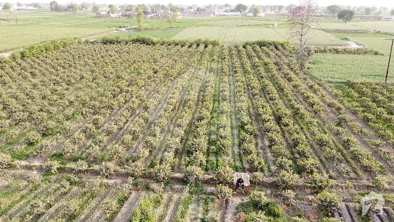 چیچہ وطنی روڈ بورے والہ میں 192 کنال زرعی زمین 13.5 کروڑ میں برائے فروخت۔