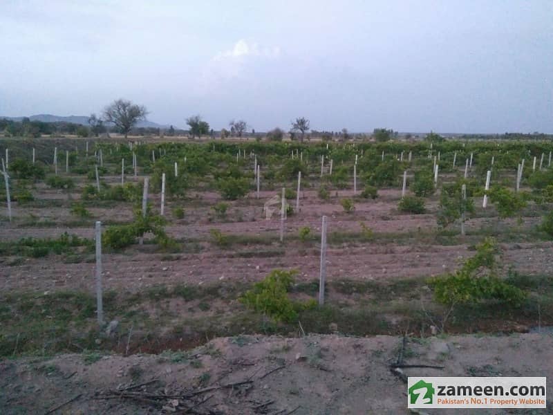 Grapes Farms Available For Sale