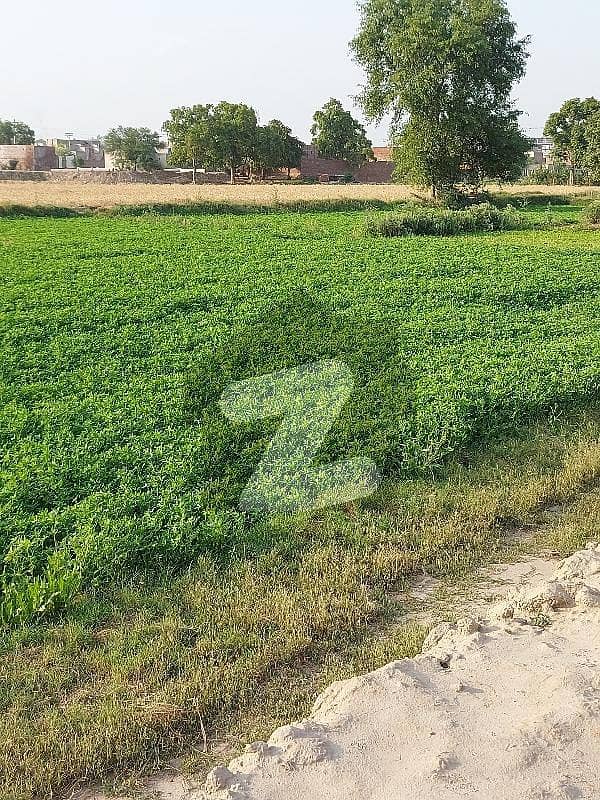 لوئر کینال روڈ فیصل آباد میں 100 کنال زرعی زمین 62.5 کروڑ میں برائے فروخت۔