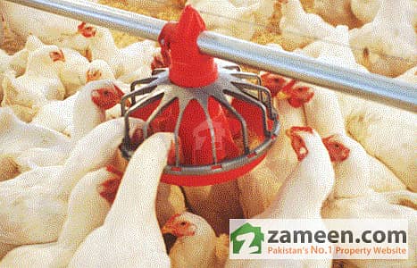 A Poultry Controlled Shed for Sale situated at Nawab Pur Multan
