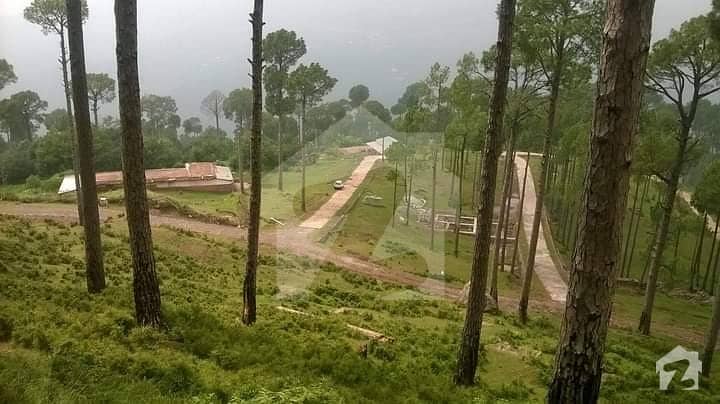 Plot At Prime Location In Heart Of Murree