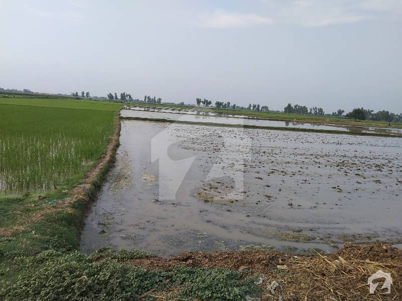 سوءے آصل لاہور میں 24 کنال زرعی زمین 5 لاکھ میں کرایہ پر دستیاب ہے۔
