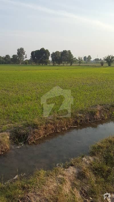 جڑانوالہ روڈ شاہکوٹ میں 63 کنال زرعی زمین 3.2 کروڑ میں برائے فروخت۔