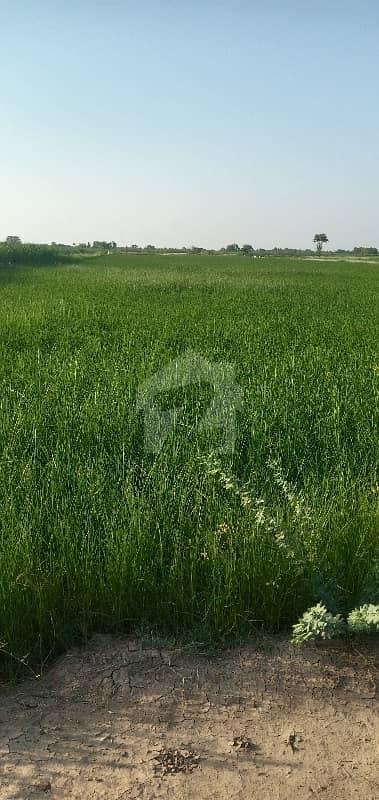 ادرز ڈیرہ اسماعیل خان میں 50 کنال زرعی زمین 1.25 کروڑ میں برائے فروخت۔