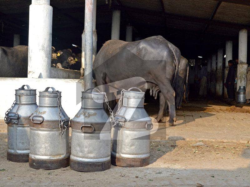 Dairy Farm For Rent - Nagori Cooperative Farming Society, Super Highway Dairy Farm For Rent - Nagori Cooperative Farming Society, Super Highway