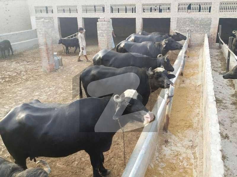 Dairy Farm For Rent Nagori Cooperative Farming Society, Super Highway