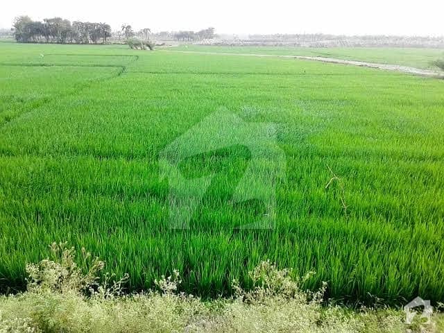 70 Acre Agriculture Land For Sale In Zafarwal