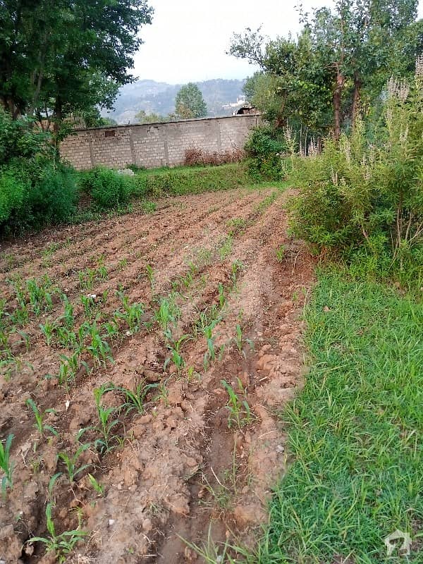 Plot For Sale In Kakul