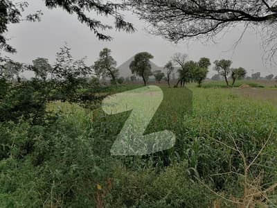 Agricultural Land Up For Sale In Burj Wala Road