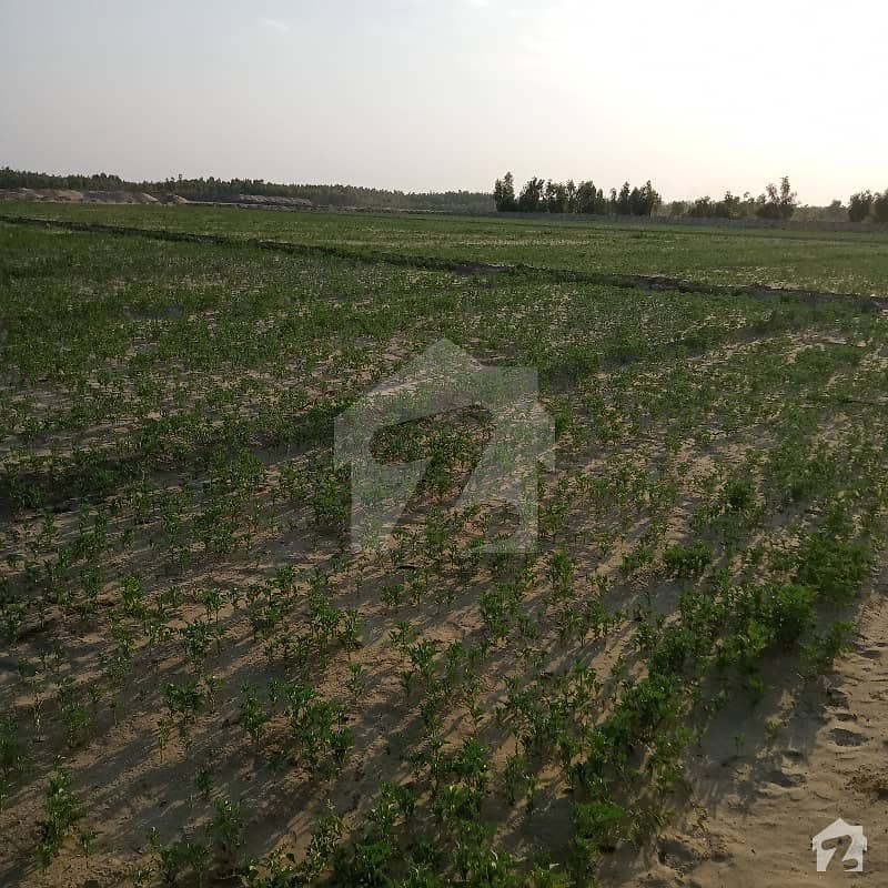 میانوالی روڈ خوشاب میں 176 کنال زرعی زمین 1.76 کروڑ میں برائے فروخت۔