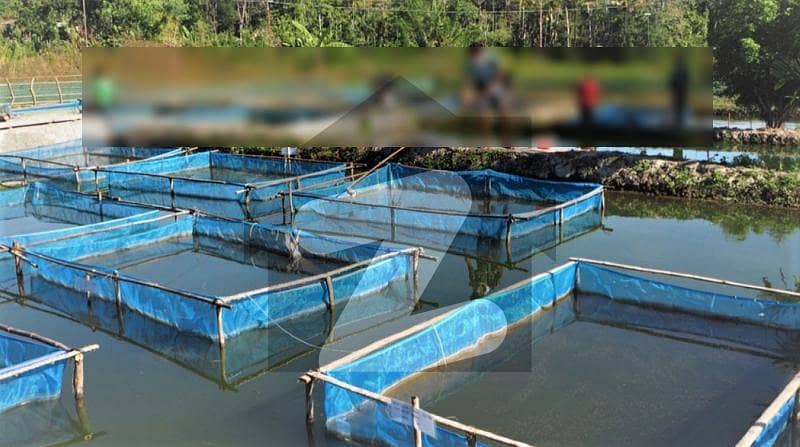 Fish Farm For Sale