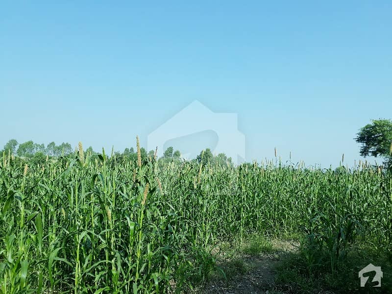 58 Kanal Agriculture Land Available For Sale 58 Kanal Agriculture Land Available For Sale