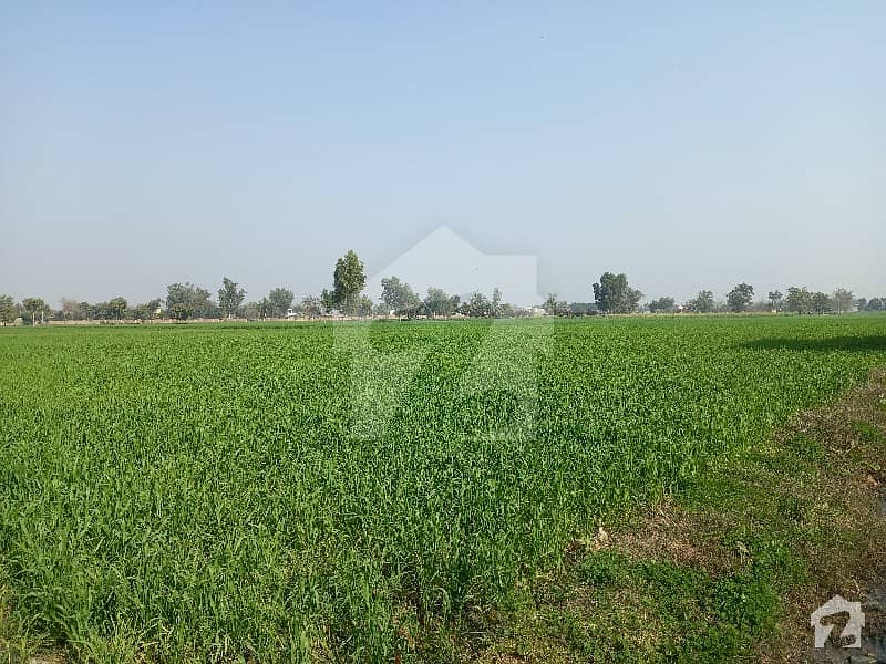 فیروزپور روڈ لاہور میں 25 کنال زرعی زمین 5.63 کروڑ میں برائے فروخت۔