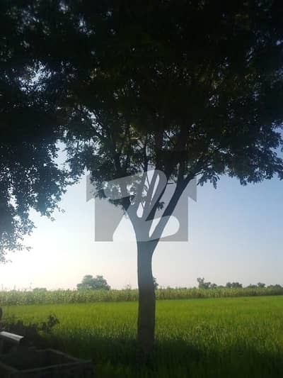 2 Acre Residential Plot For Sale In Feteh Ghar Near Rowala At Most Prime Location