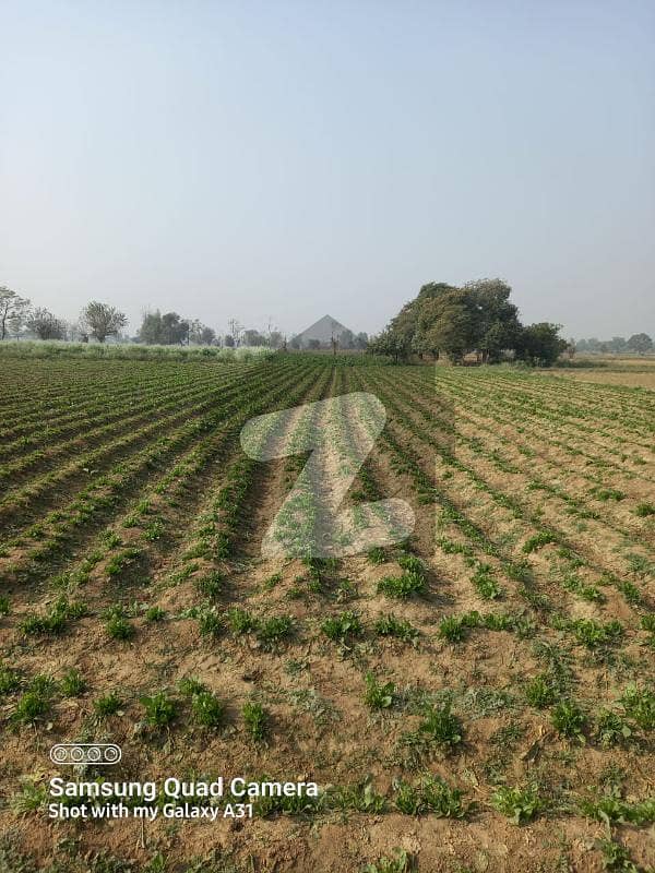کرباٹھ لاہور میں 16 کنال زرعی زمین 2.08 کروڑ میں برائے فروخت۔