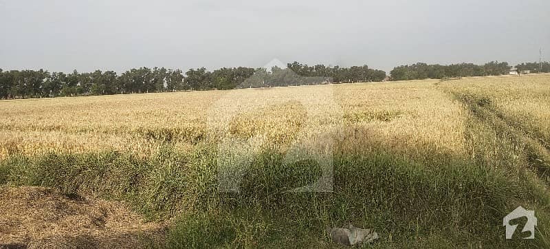 Agricultural Land For Sale In Zafarwal Road