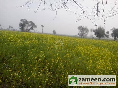 Fertile Agriculture Land, 12. 5 Acres For Sale, Hardly 400 Meter Away From Main Nankana Road