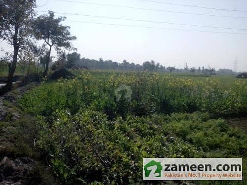 Fertile Agriculture Land 100 Acres 4 Km Away From Shahkot