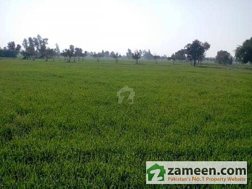 Fertile Agriculture Land 50 Acres 4 Km Away From Main Gt Road Faisalabad & Sheikhpura