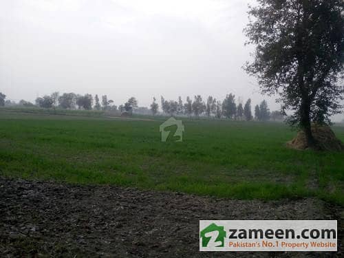 Fertile Agriculture Land 12. 5 Acres Hardly 400 Meter Away From Main Nankana Road
