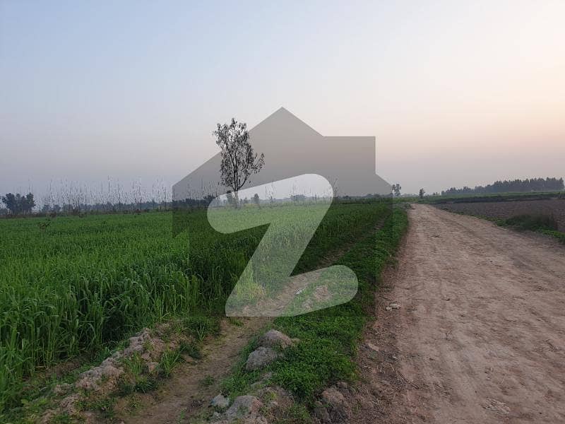 شامکے بھٹیاں لاہور میں 310 کنال زرعی زمین 2.15 ارب میں برائے فروخت۔