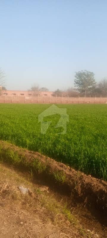 24 Kanal Land For Rent Near Sundar Estate 24 Kanal Land For Rent Near Sundar Estate