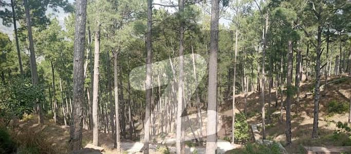 Highly In-demand Residential Plot Near Patriata Chairlift
