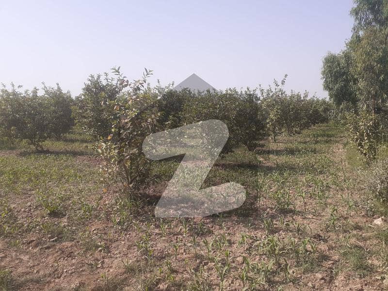 پریم نگر لاہور میں 11 کنال زرعی زمین 1.65 کروڑ میں برائے فروخت۔