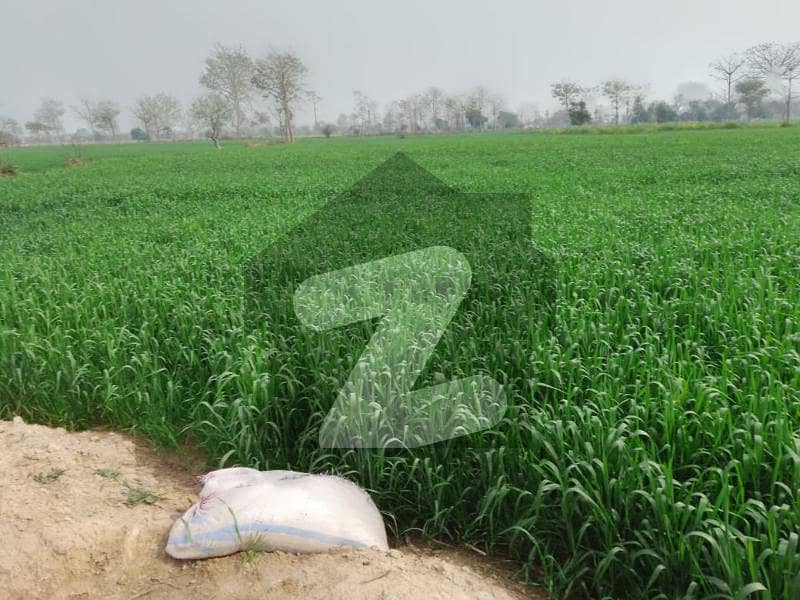 Agricultural Land Of 217800 Square Feet Available In Kot Radha Kishan