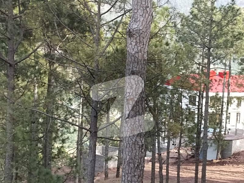 Pine Gardens Murree By Asco Properties 4 Marla Plot In Murree On Easy Installments With Immediate Possession On Down Payment In Snowfall Area For Your Holiday Homes
