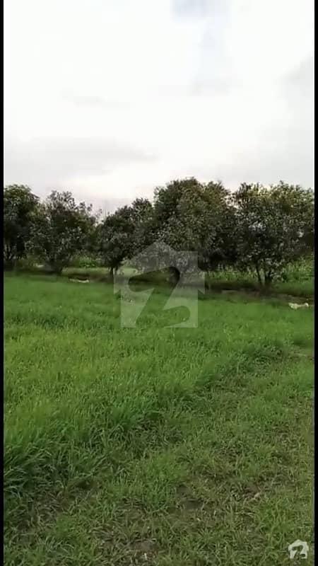 1 Acer Land For Sale Hafiz Wala - Piplan Road