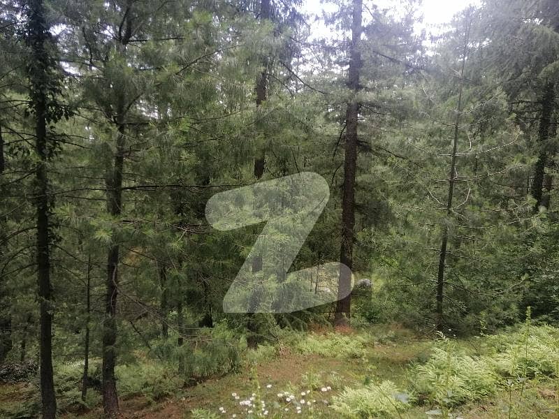 20 Kanal Residential Land Available For Sale In Khanspur