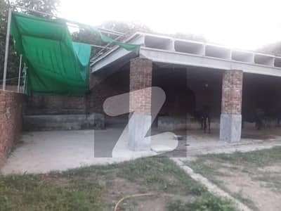 Dairy Farm  Available In Kasur