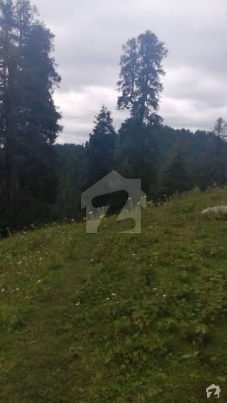 14 Kanal Land Is Available For Sale On The Top Of Galyat