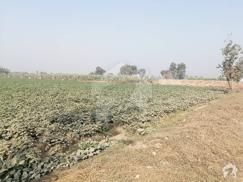 لاہور روڈ چنیوٹ میں 16 کنال زرعی زمین 3 کروڑ میں برائے فروخت۔