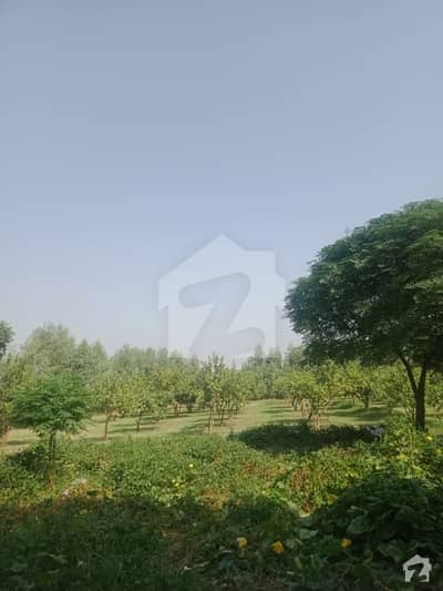 54000 Square Feet Farm House In Central Saora For Sale