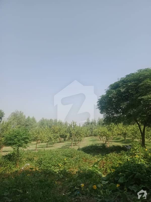54000 Square Feet Farm House In Central Saora For Sale