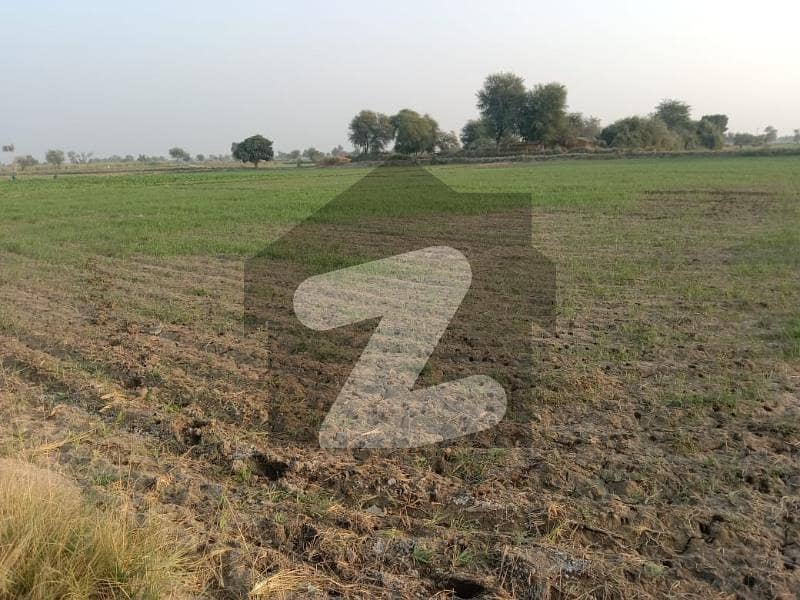 Agriculture Land For Sale In Chak Number 11 Shahdadpur
