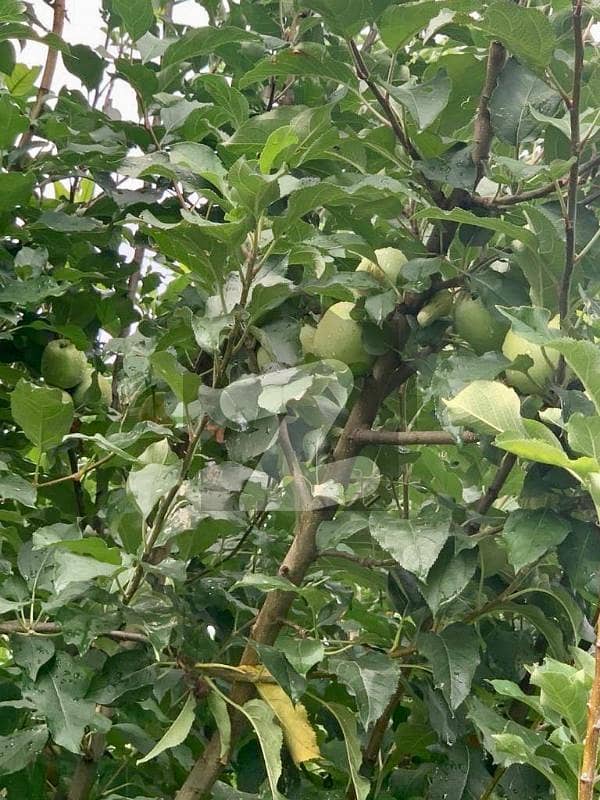 80 Kanal Farmhouse With Fruit Plant 37 Crore Simly Dam Road, Islamabad