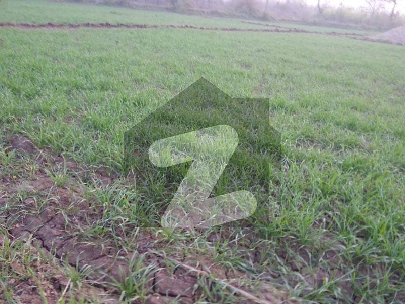 Agricultural Land For Sale Near Sargodha